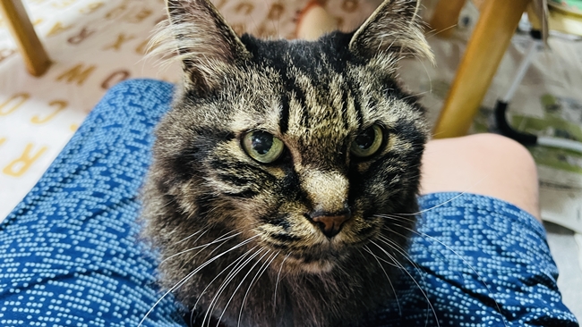 今日は飼い主のそばにいてやる!