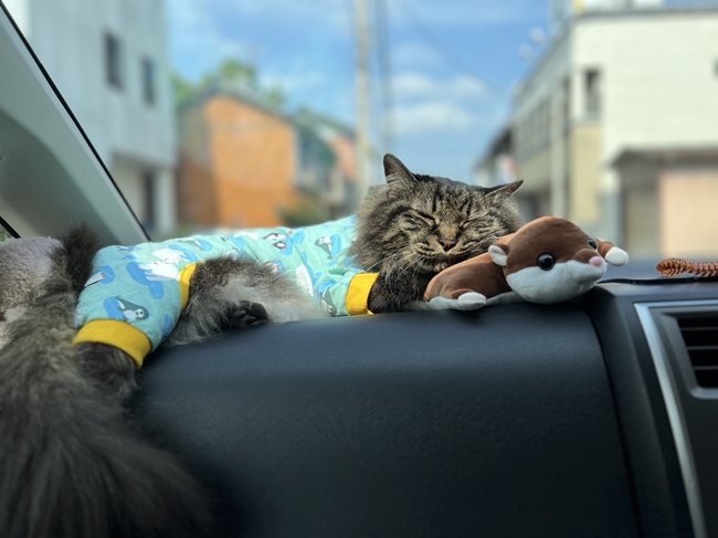 むささびを枕にして暑いのにそこで寝る!?