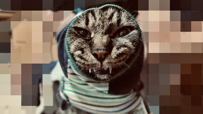 もう暑いのは今日で最後か!?今日は中秋の名月ですよ!