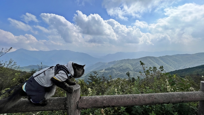四国カルスト天狗高原に猫が行ってみた!残暑厳しいから涼しい所へ!天空の避暑地