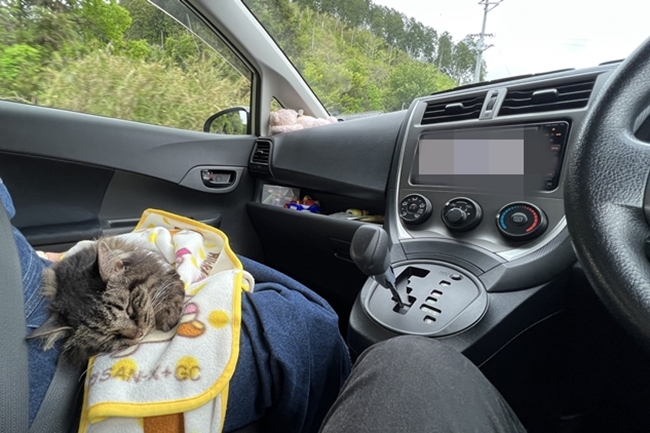 四国カルスト天狗高原に猫が行ってみた!残暑厳しいから涼しい所へ!天空の避暑地
