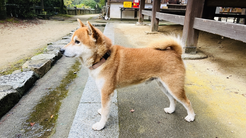 干支の切り絵 西山興隆寺に猫のトラちゃんが行くぞ!