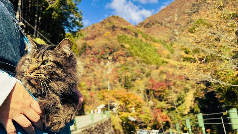 猫も、べふ峡の紅葉を楽しむぞ!