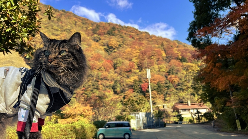 猫も、べふ峡の紅葉を楽しむぞ!