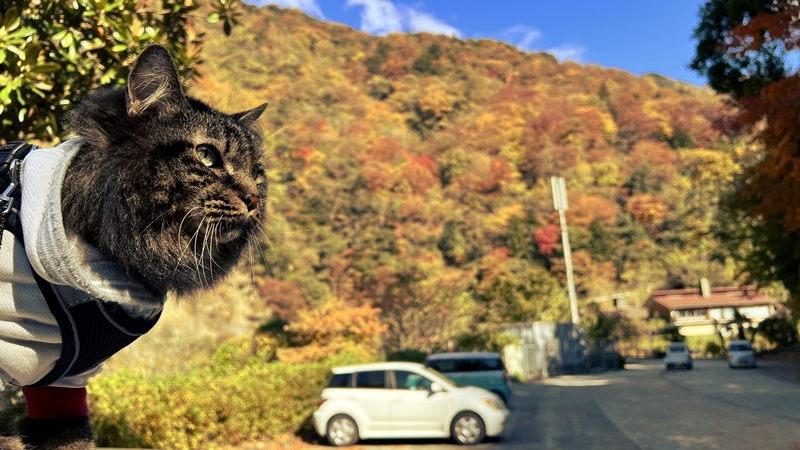 猫も、べふ峡の紅葉を楽しむぞ!