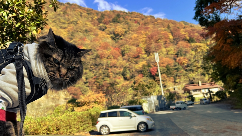 猫も、べふ峡の紅葉を楽しむぞ!