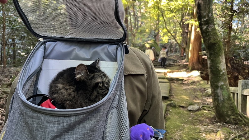 干支の切り絵 西山興隆寺に猫のトラちゃんが行くぞ!