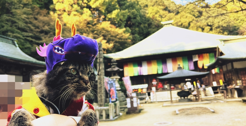 干支の切り絵 西山興隆寺に猫のトラちゃんが行くぞ!