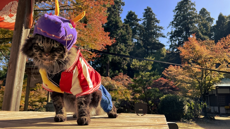干支の切り絵 西山興隆寺に猫のトラちゃんが行くぞ!