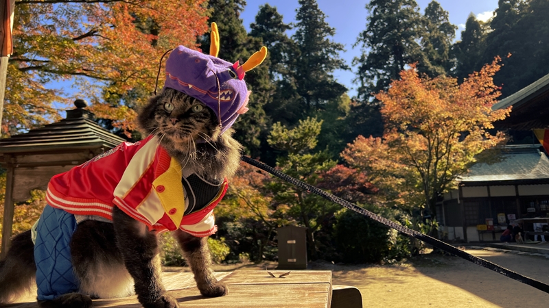 干支の切り絵 西山興隆寺に猫のトラちゃんが行くぞ!