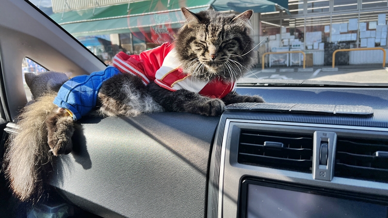 干支の切り絵 西山興隆寺に猫のトラちゃんが行くぞ!