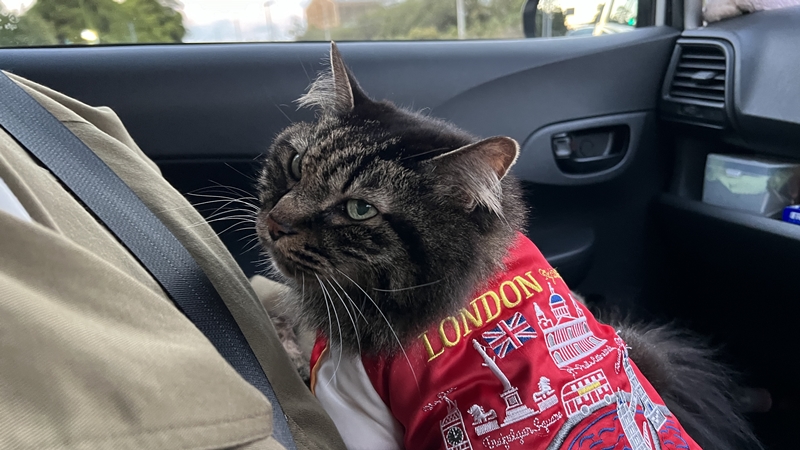 干支の切り絵 西山興隆寺に猫のトラちゃんが行くぞ!
