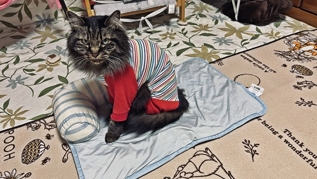 なぜ今そこに!?まさか冬にアレが活躍するとは!