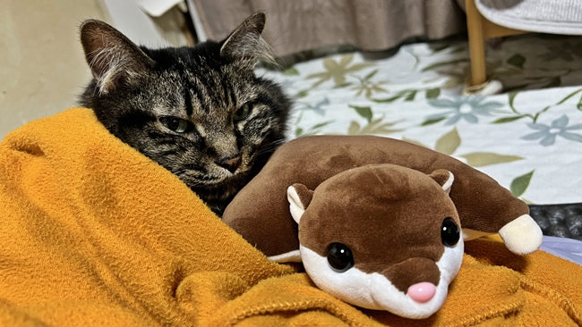 ムササビのぬいぐるみと一緒にぽかぽかゴロゴロ