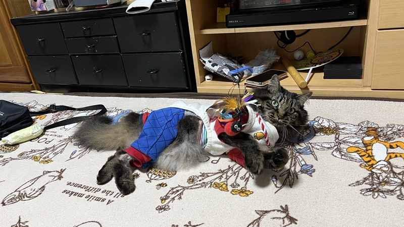 シニア猫のトラちゃん!子供の頃と変わらなく遊ぶ!