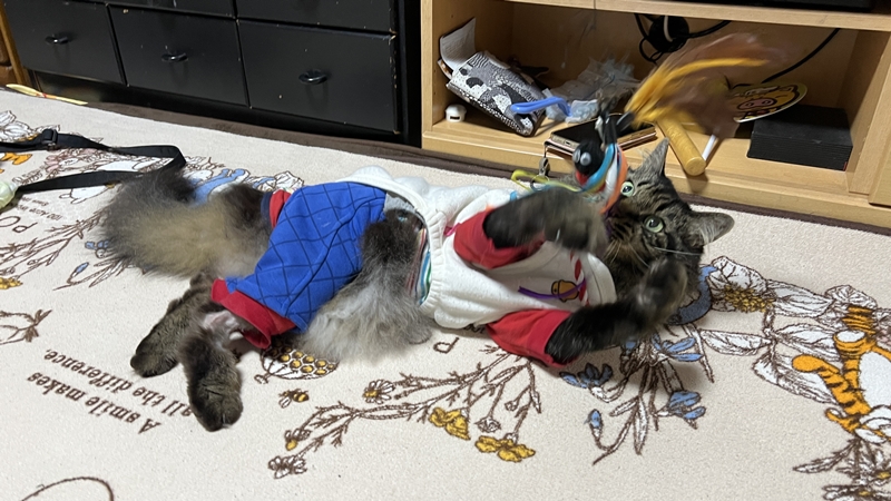 シニア猫のトラちゃん!子供の頃と変わらなく遊ぶ!