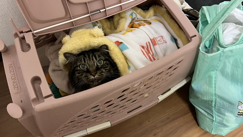 お車に乗り大移動! 移動先で不安がるトラちゃんと一緒に寝た夜。