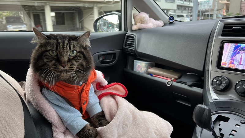 お車に乗り大移動! 移動先で不安がるトラちゃんと一緒に寝た夜。