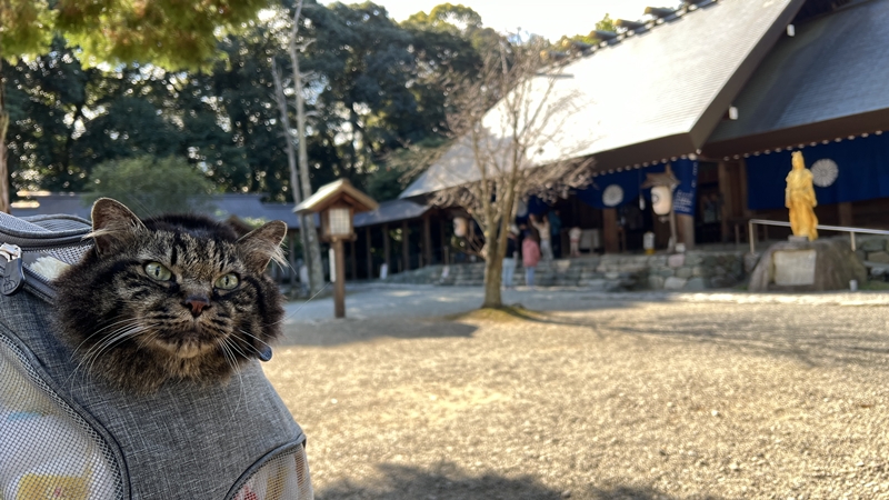 伊曽乃神社(いそのじんじゃ)に行ってみた!愛媛県のパワースポット