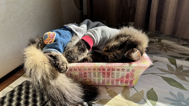 もう春ですね。と思うくらい暖かい2月!トラちゃんも冬が終わったと思った?