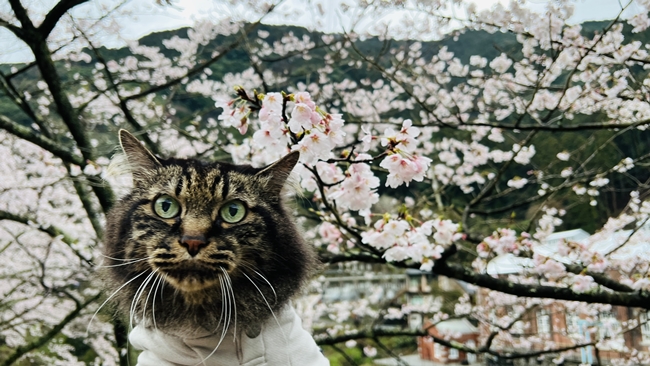 今日は16回目の猫の日だぞ♪