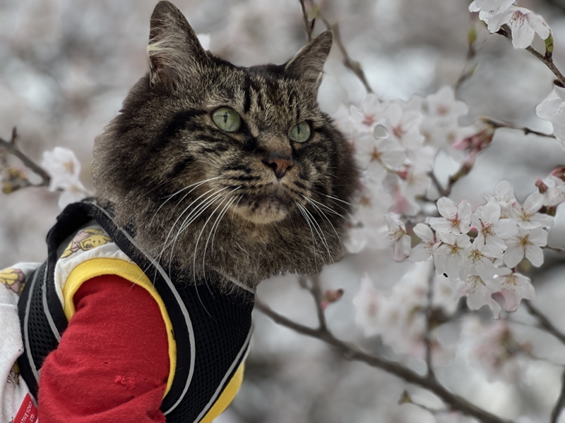 猫と一緒にお花見 思い出の場所へ17回目の春です。高知のこんぴらさん