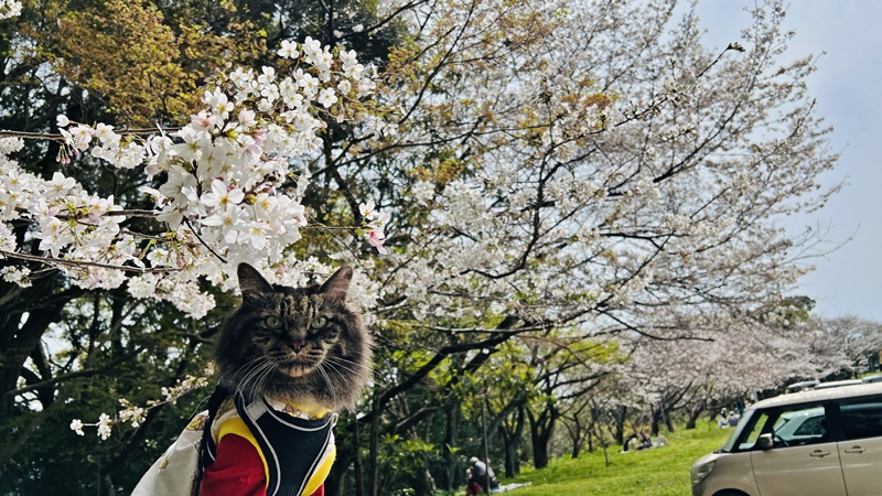 猫と一緒にお花見 思い出の場所へ17回目の春です。高知のこんぴらさん