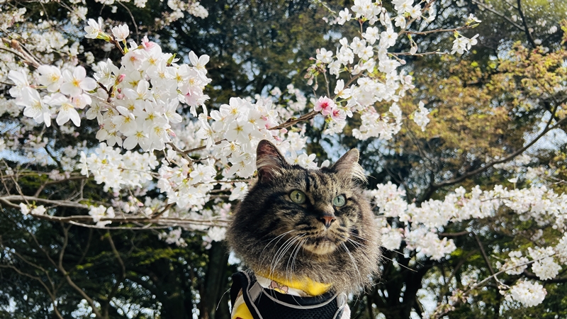 猫と一緒にお花見 思い出の場所へ17回目の春です。高知のこんぴらさん