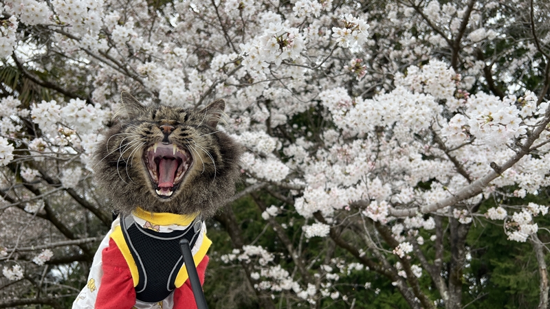 猫と一緒にお花見 思い出の場所へ17回目の春です。高知のこんぴらさん