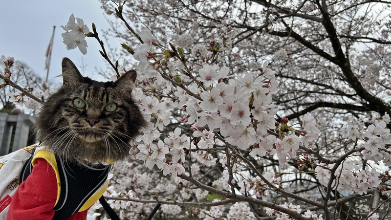 猫と一緒にお花見 思い出の場所へ17回目の春です。高知のこんぴらさん
