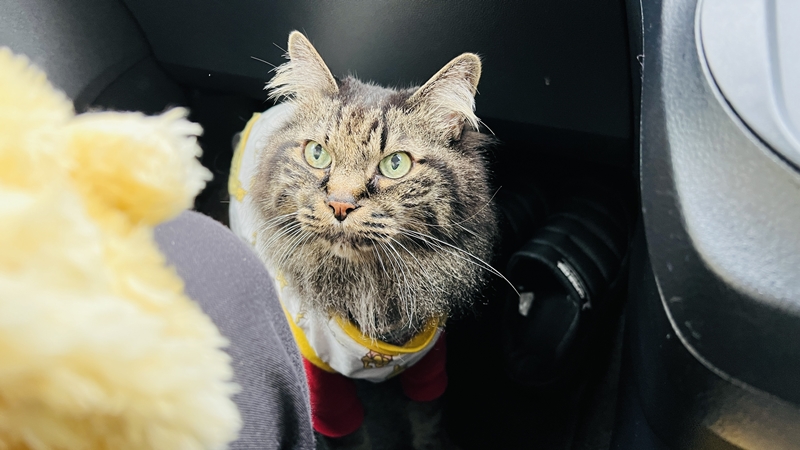 山本牧場 猫も芝桜を見に行くよ!トラちゃんとおばあちゃんと芝桜
