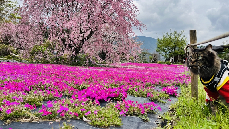 山本牧場 猫も芝桜を見に行くよ!トラちゃんとおばあちゃんと芝桜