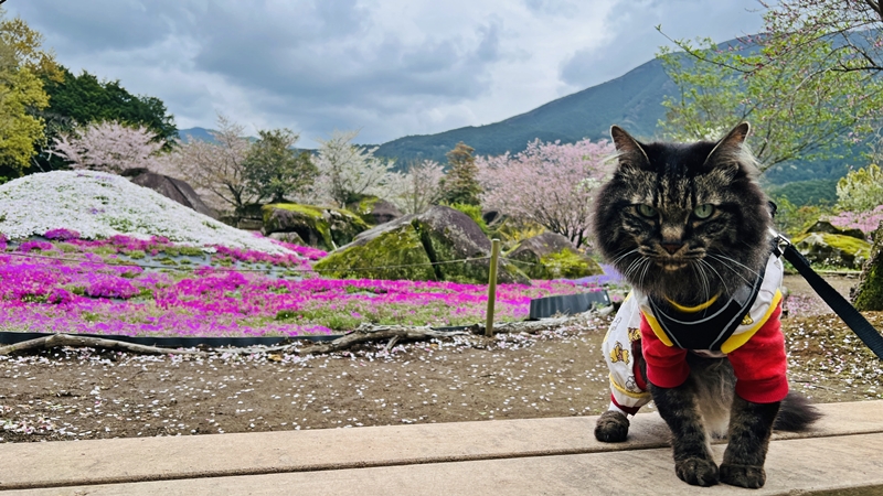 山本牧場 猫も芝桜を見に行くよ!トラちゃんとおばあちゃんと芝桜