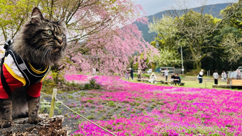 山本牧場 猫も芝桜を見に行くよ!トラちゃんとおばあちゃんと芝桜