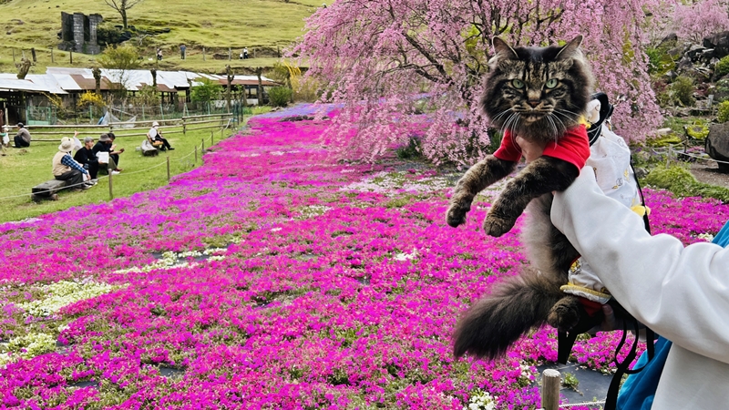 山本牧場 猫も芝桜を見に行くよ!トラちゃんとおばあちゃんと芝桜