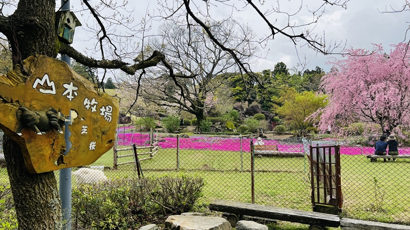 山本牧場 猫も芝桜を見に行くよ!トラちゃんとおばあちゃんと芝桜