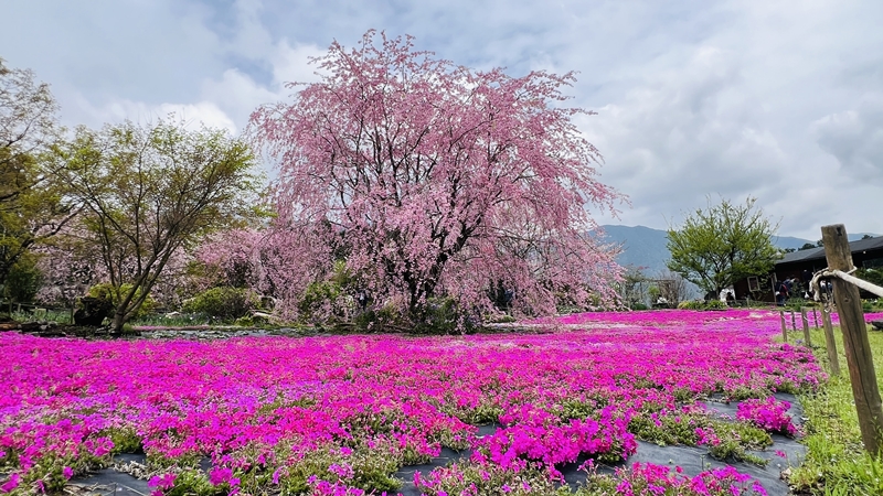 山本牧場 猫も芝桜を見に行くよ!トラちゃんとおばあちゃんと芝桜