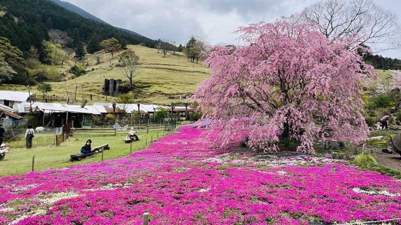 山本牧場 猫も芝桜を見に行くよ!トラちゃんとおばあちゃんと芝桜