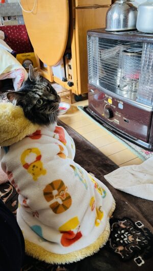 山本牧場 猫も芝桜を見に行くよ!トラちゃんとおばあちゃんと芝桜