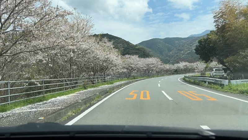 山本牧場 猫も芝桜を見に行くよ!トラちゃんとおばあちゃんと芝桜