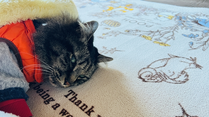 まきのさんの道の駅・佐川に猫のトラちゃんが行ってみた♪