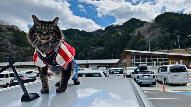 まきのさんの道の駅・佐川に猫のトラちゃんが行ってみた♪