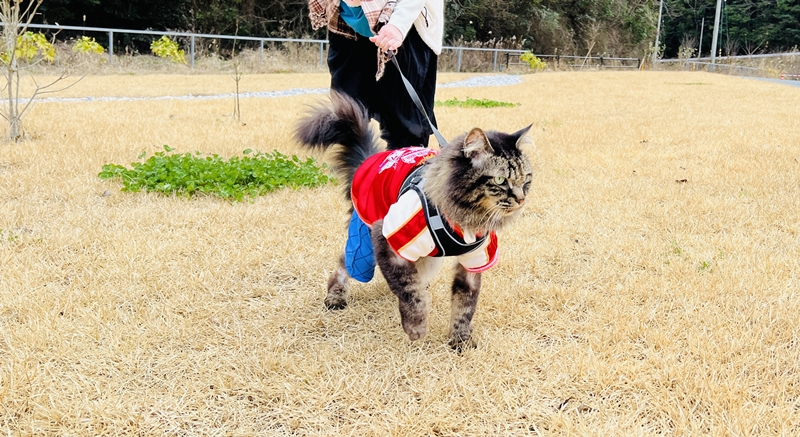 まきのさんの道の駅・佐川に猫のトラちゃんが行ってみた♪