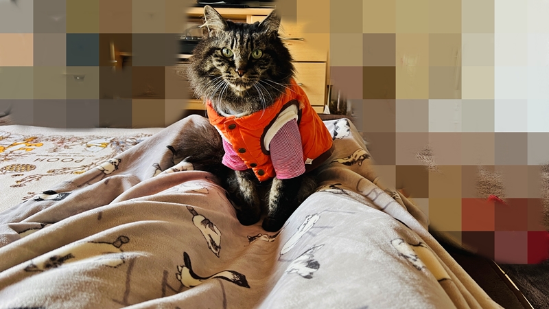 まきのさんの道の駅・佐川に猫のトラちゃんが行ってみた♪