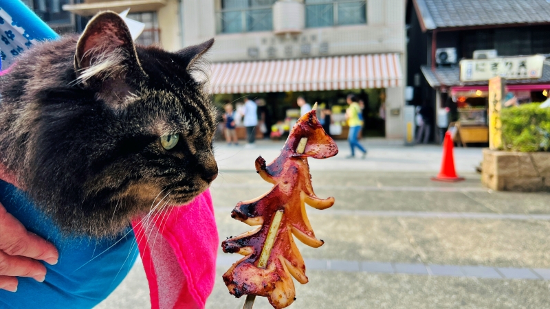 猫も「こんぴらさん」の785段の階段を登ったよ! ペットとおでかけ