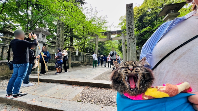 猫も「こんぴらさん」の785段の階段を登ったよ! ペットとおでかけ