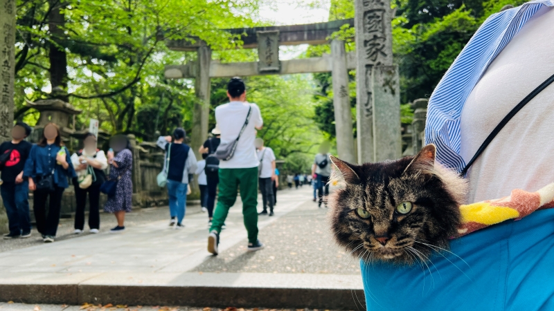 猫も「こんぴらさん」の785段の階段を登ったよ! ペットとおでかけ