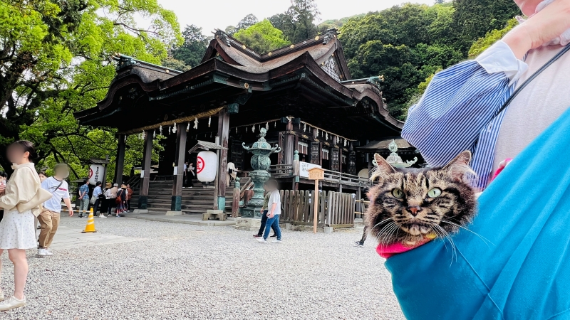猫も「こんぴらさん」の785段の階段を登ったよ! ペットとおでかけ