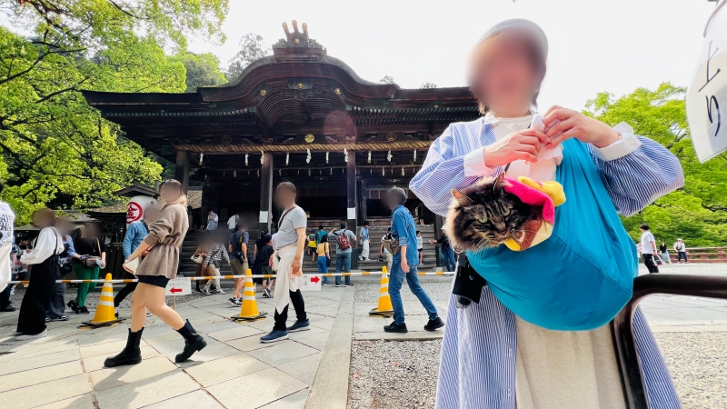 猫も「こんぴらさん」の785段の階段を登ったよ! ペットとおでかけ
