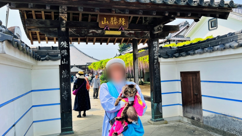 萬福寺 藤の花を見に行ってみた! 猫も花を愛でる。見頃はいつ?